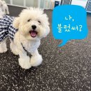 밀크독 케어 애견유치원 호텔 | LIKE A DOG 호텔 다이어리 | 밀크편 (양산 애견유치원, 양산강아지유치원, 애견 호텔, 애견미용,강아지...