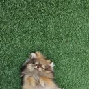 마이댕댕스쿨 이미지