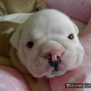 루비똥 Daum카페