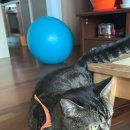 돌산참옻닭 이미지