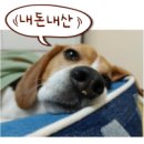 피피독 이미지