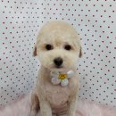 펫피파니 이미지