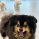 인천애견호텔 사이좋개 송도점 이미지