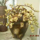 다육이사랑방