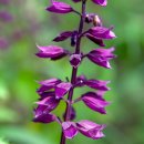 깨꽃 ‘비스타 퍼플(Vista Purple) 이미지