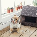 도기 Doggie 이미지