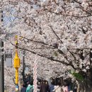 양재시민의숲역 4~5번출구 | [서울] 벚꽃 명소 양재 시민의 숲역 (매헌 시민의 숲)