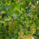 산바래기농장 이미지