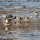 오리사냥 이미지