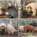 곱슬곱슬 이미지