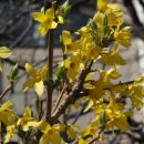 개나리온천 이미지