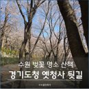 수원시 팔달구 효원로, 팔달산로, 동말로 | 수원 벚꽃 명소 산책, 경기도청 옛청사 뒷길 실시간 현황