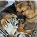 하룻강아지 이미지