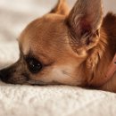 우리집앞동물병원 이미지