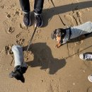 꼼지락 강아지 이미지