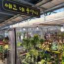쎄드데플란타 이미지