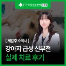(주)청진시스템 | 강아지 급성 신부전 증상 치료 후기