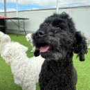 마마스미독펜트하우스 광주애견유치원&애견호텔 본점 이미지