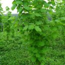 종부농장 이미지