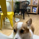 독스타 이미지