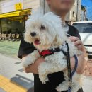 쌍금이네 이미지