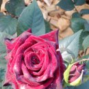 블랙로즈 - 북구 침산남로19길 9 | 블랙로즈