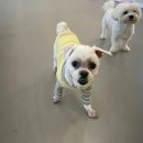 댕겨올개 이미지