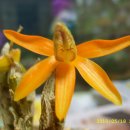 달콤한향기 이미지