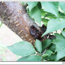 매실나무에 치명적인 복숭아유리나방애벌레 방제요령. 이미지