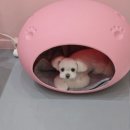 릴리줄리살롱 이미지