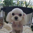 샐리동물병원 이미지