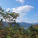 연화행정사사무소 네이버블로그