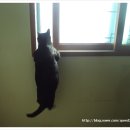 로씨일가