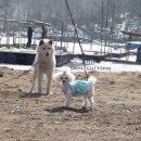 하룻강아지 이미지