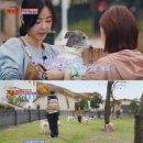 도그어스 플래닛 이미지