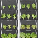 스마트팜 이미지