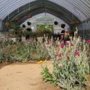 모네의정원 이미지