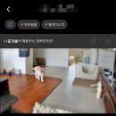 주문도길 | [도기캠]_반려동물 홈캠 후기