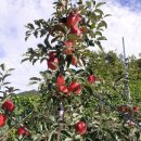 거창-고제-5 | #거창햇사과 #고제해따지사과 #홍로꿀사과