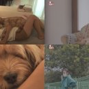 이상순농장 이미지