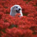 도솔팬션 이미지