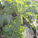 덕이농장 이미지