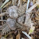 노적봉농장 이미지