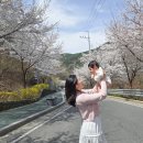 대덕 | 대구 수성구 벚꽃명소 수성못 벚꽃, 진밭골 대덕지 벚꽃 구경 후기