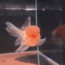 금붕어 | 김해 수족관 추천, 물롬 수족관 솔직 후기 (금붕어 좋아한다면 꼭 가보세요)