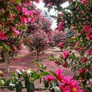 남원읍-36 이미지