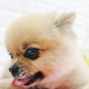 (주) 하늘펫 이미지