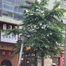 나성동_현대자동차 앞 이미지