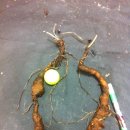 도마1리 이미지