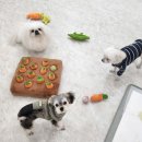 뽀송하개 재워줄개 이미지